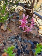 Pelargonium radiatum