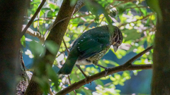 Ailuroedus maculosus