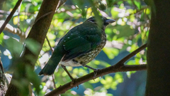 Ailuroedus maculosus