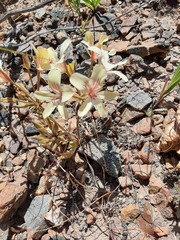 Pelargonium radiatum
