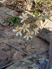 Pelargonium radiatum