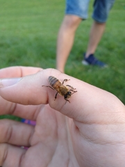 Apis mellifera