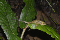 Enyalioides