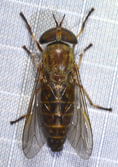 Tabanus sackeni