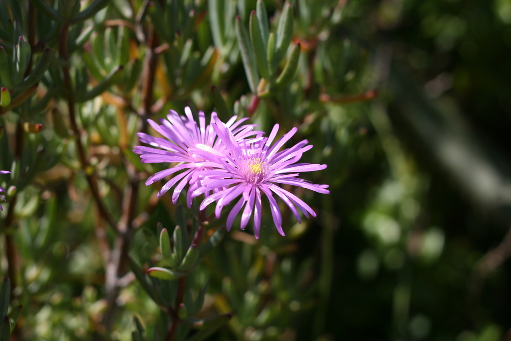 Lampranthus disgregus