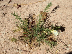 Anemopaegma arvense