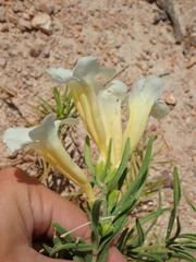 Anemopaegma arvense