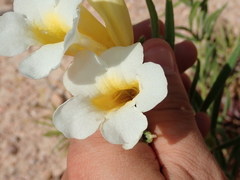 Anemopaegma arvense