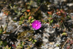 Ruschia orientalis