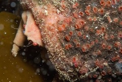 Pseudodromia rotunda