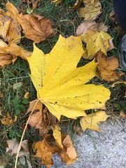 Acer platanoides