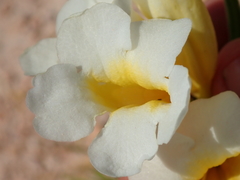 Anemopaegma arvense