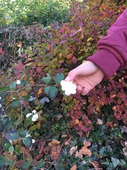 Symphoricarpos