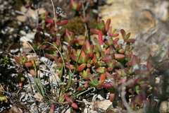 Ruschia orientalis