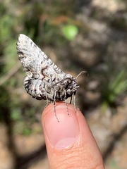 Hypographa aristarcha