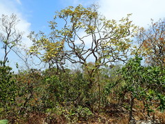 Didymopanax macrocarpus