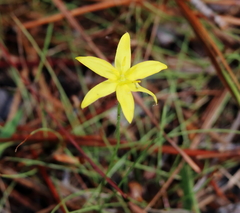 Hypoxis juncea