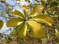 Didymopanax macrocarpus