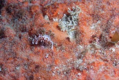Cratena capensis