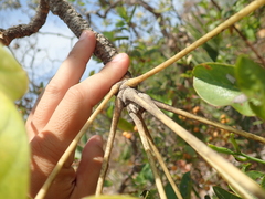 Didymopanax macrocarpus