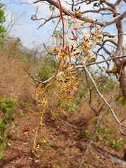 Magonia pubescens