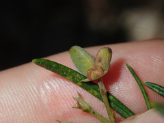 Zieria laxiflora