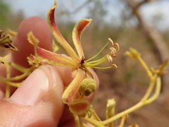 Magonia pubescens
