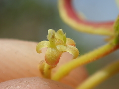 Magonia pubescens