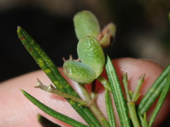 Zieria laxiflora