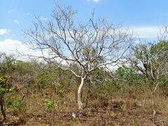 Magonia pubescens