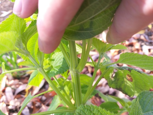 Salvia hispanica
