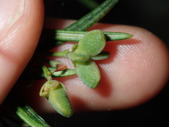 Zieria laxiflora