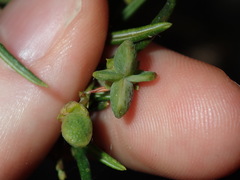 Zieria laxiflora