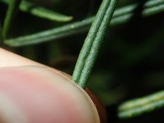 Zieria laxiflora
