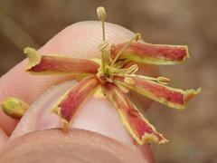 Magonia pubescens