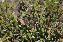 Ruschia cymbifolia