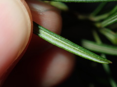 Zieria laxiflora