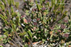 Ruschia cymbifolia