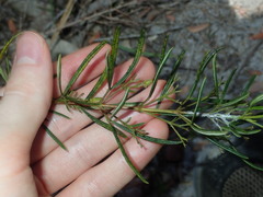 Zieria laxiflora