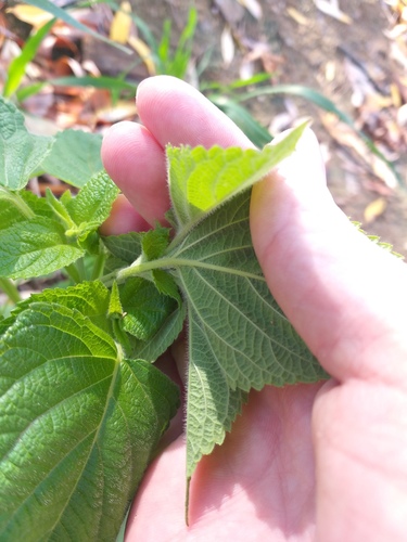 Salvia hispanica