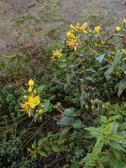 Hypericum hircinum