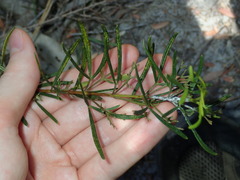 Zieria laxiflora