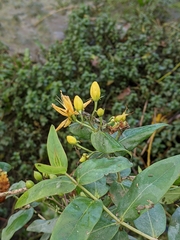 Hypericum hircinum