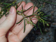 Zieria laxiflora