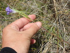 Ruellia trachyphylla