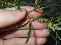 Zieria laxiflora