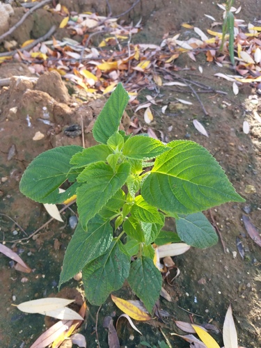 Salvia hispanica
