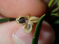 Zieria laxiflora