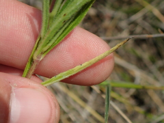 Ruellia trachyphylla