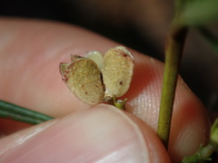 Zieria laxiflora